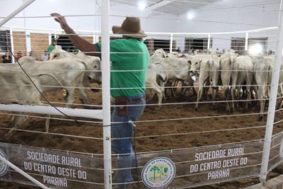 Leilão de Gado em Laranjeiras do Sul Reflete Qualidade e Confiança na Pecuária